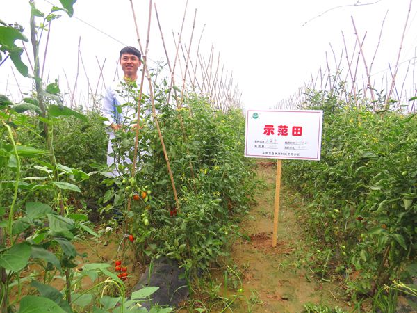 雲離子在番茄上的使用